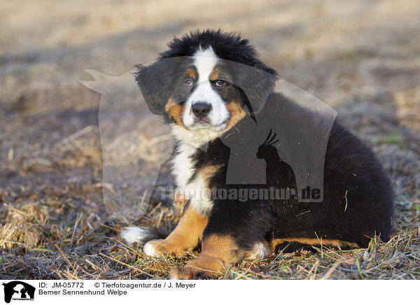 Berner Sennenhund Welpe / Bernese Mountain Dog Puppy / JM-05772