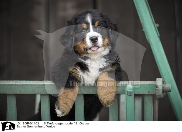 Berner Sennenhund Welpe / SGR-01103