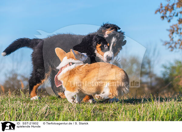 spielende Hunde / playing dogs / SST-21802