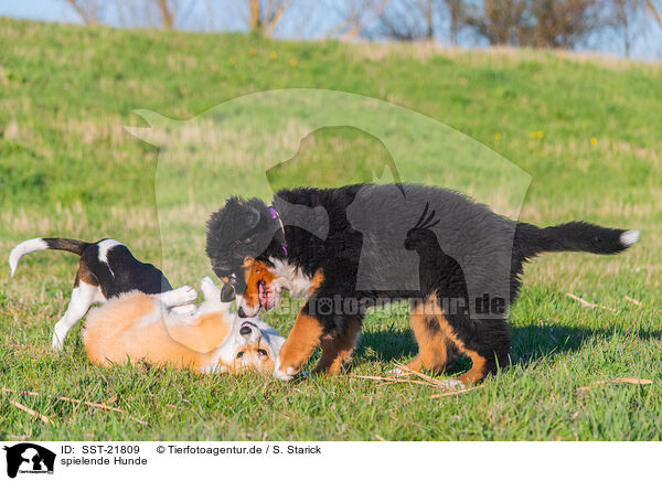 spielende Hunde / playing dogs / SST-21809