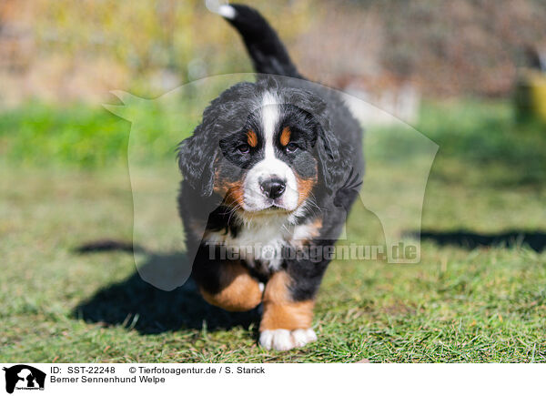 Berner Sennenhund Welpe / Bernese Mountain Dog Puppy / SST-22248