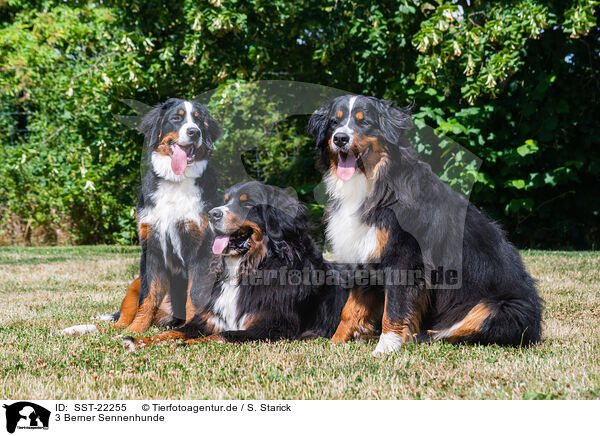 3 Berner Sennenhunde / 3 Bernese Mountain Dogs / SST-22255
