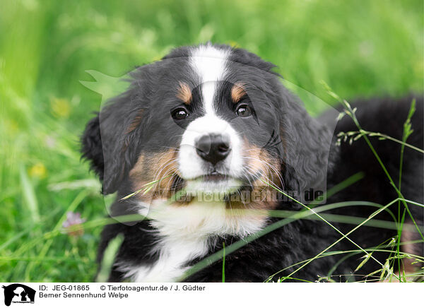Berner Sennenhund Welpe / Bernese Mountain Dog Puppy / JEG-01865