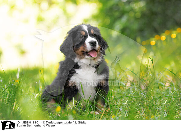 Berner Sennenhund Welpe / Bernese Mountain Dog Puppy / JEG-01880