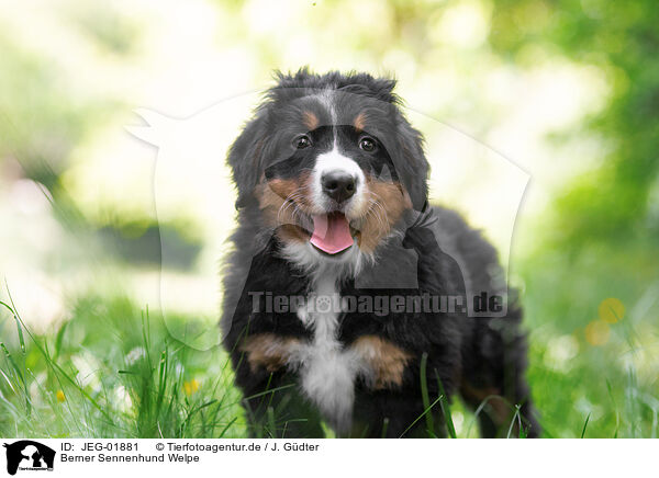 Berner Sennenhund Welpe / Bernese Mountain Dog Puppy / JEG-01881