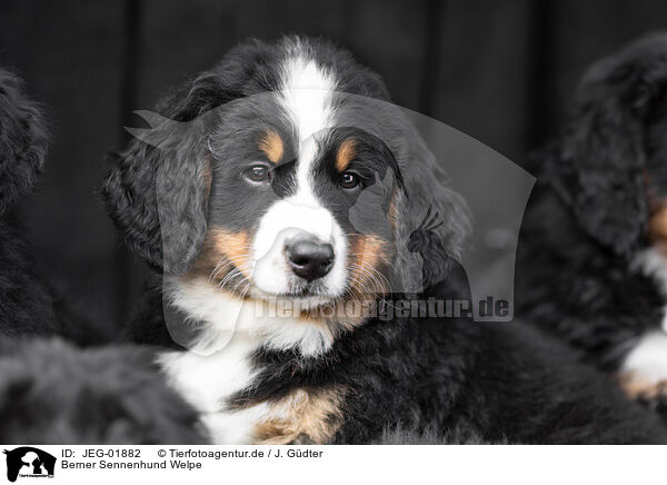 Berner Sennenhund Welpe / Bernese Mountain Dog Puppy / JEG-01882