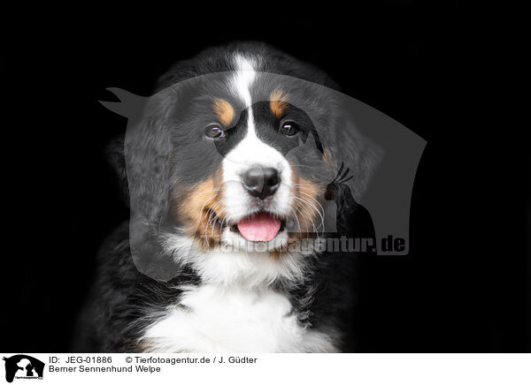 Berner Sennenhund Welpe / Bernese Mountain Dog Puppy / JEG-01886