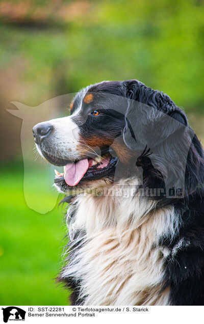 Berner Sennenhund Portrait / Bernese Mountain Dog Portrait / SST-22281