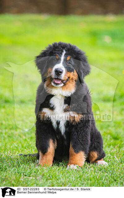 Berner Sennenhund Welpe / Bernese Mountain Dog Puppy / SST-22283