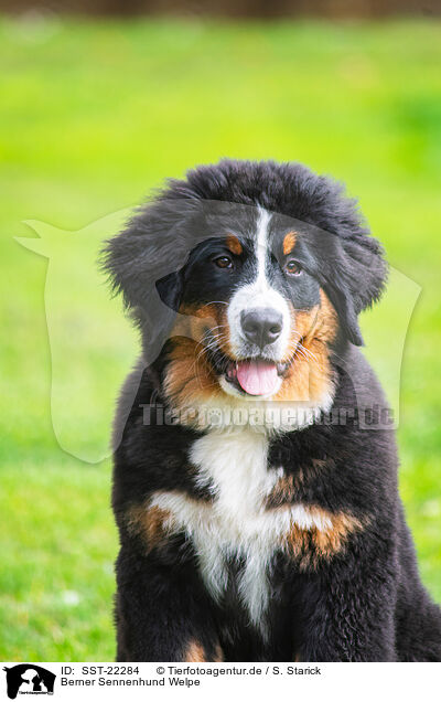 Berner Sennenhund Welpe / Bernese Mountain Dog Puppy / SST-22284
