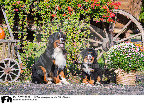 Berner Sennenhunde / Bernese Mountain Dogs / SST-22289