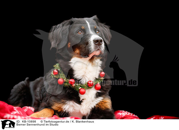 Berner Sennenhund im Studio / Bernese Mountain Dog in studio / KB-10898