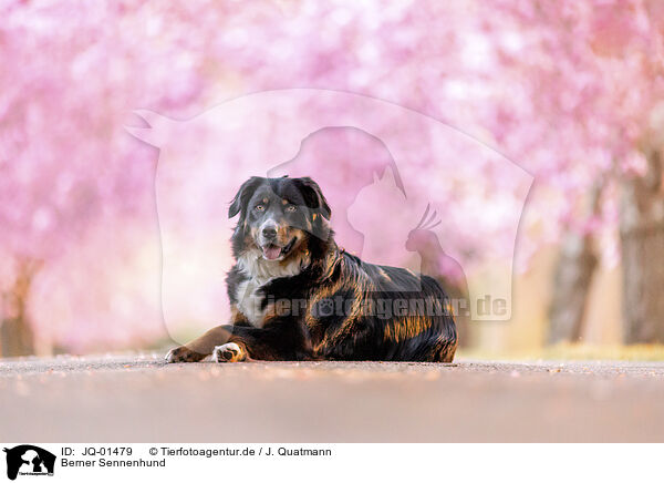 Berner Sennenhund / Bernese Mountain Dog / JQ-01479