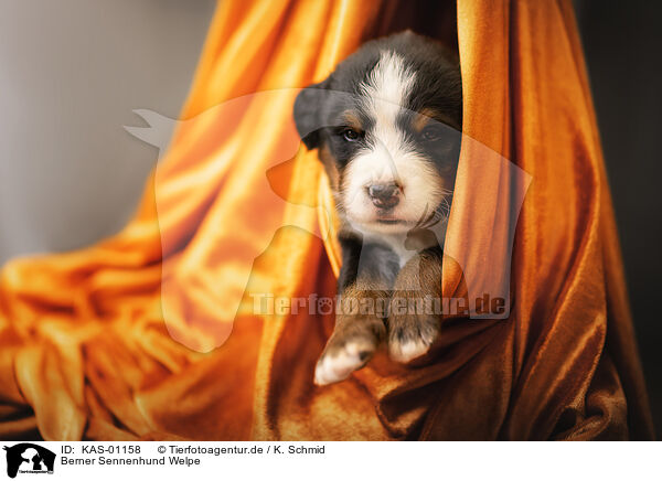 Berner Sennenhund Welpe / KAS-01158