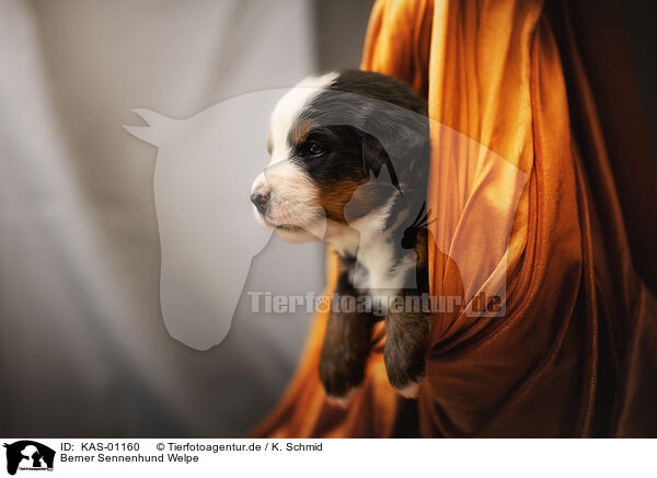 Berner Sennenhund Welpe / KAS-01160