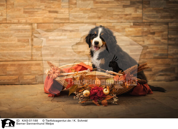 Berner Sennenhund Welpe / KAS-01188