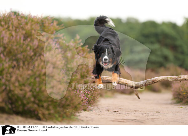 Berner Sennenhund / Bernese Mountain Dog / KB-11177