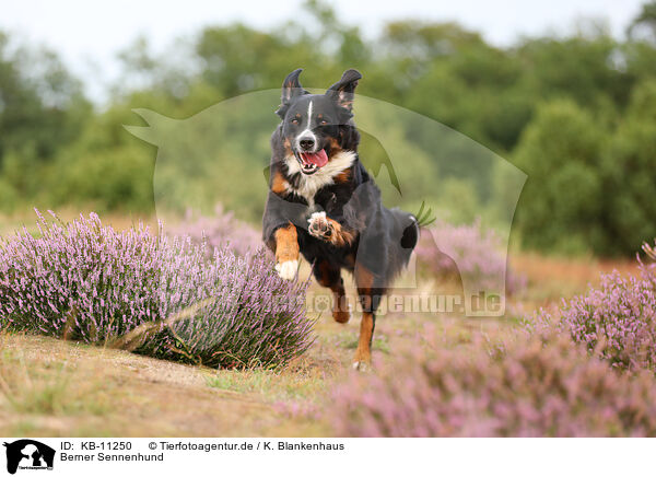Berner Sennenhund / Bernese Mountain Dog / KB-11250