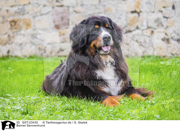 Berner Sennenhund / Bernese Mountain Dog / SST-23430