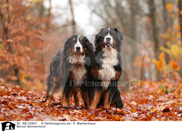 Berner Sennenhund / KB-12903