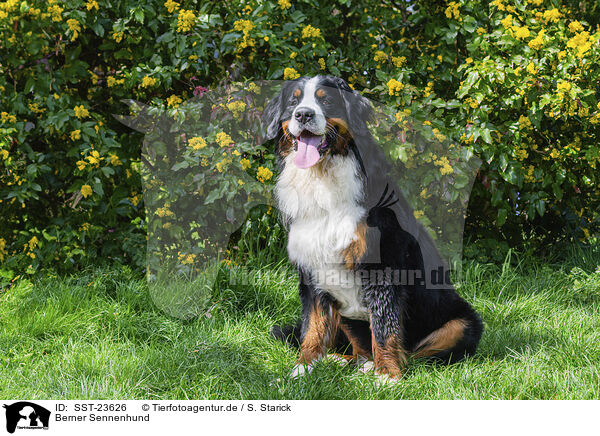 Berner Sennenhund / SST-23626