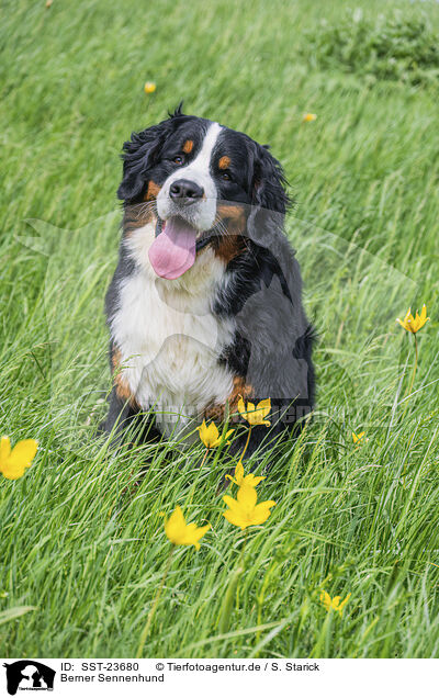 Berner Sennenhund / Bernese Mountain Dog / SST-23680