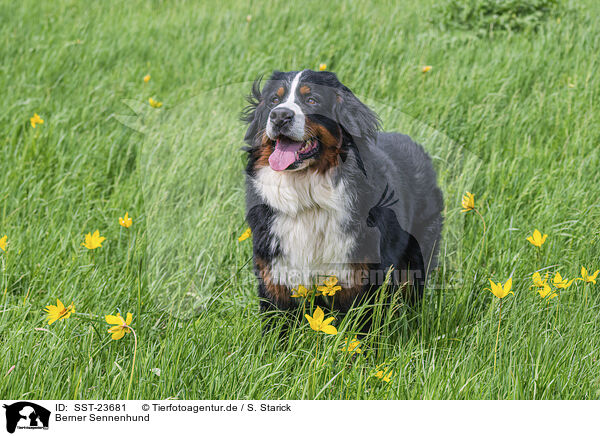 Berner Sennenhund / SST-23681