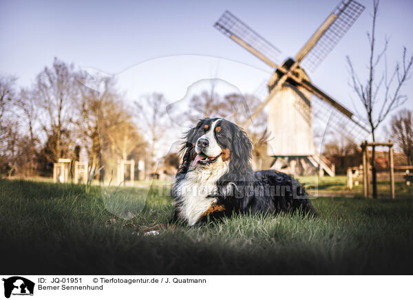 Berner Sennenhund / Bernese Mountain Dog / JQ-01951