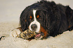 Berner Sennenhund