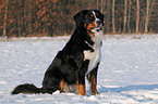 Berner Sennenhund