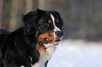 Berner Sennenhhund Portrait