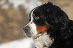 Berner Sennenhund