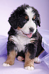 Berner Sennenhund Welpe