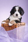 Berner Sennenhund Welpe