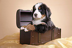 Berner Sennenhund Welpe