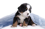 Berner Sennenhund Welpe