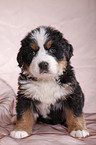 Berner Sennenhund Welpe