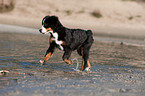 rennender junger Berner Sennenhund