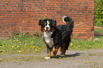 Berner Sennenhund