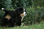 Berner Sennenhund Welpe