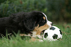 Berner Sennenhund Welpe