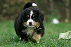 Berner Sennenhund Welpe