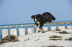 springender Berner Sennenhund