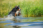 rennender Berner Sennenhund