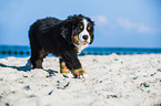 Berner Sennenhund Welpe