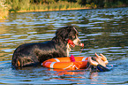 Berner Sennenhund wird ausgebildet zum Wasserrettungshund