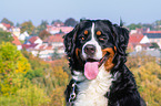 Berner Sennenhund Portrait