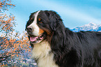 Berner Sennenhund Portrait