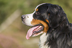 Berner Sennenhund Portrait