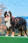 stehender Berner Sennenhund